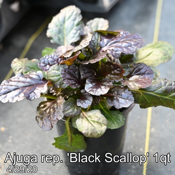 Ajuga rep. Black Scallop 1qt