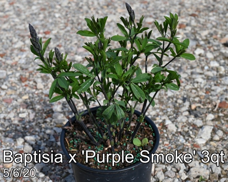 Baptisia x Purple Smoke 3qt