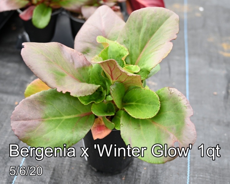 Bergenia x Winter Glow 1qt
