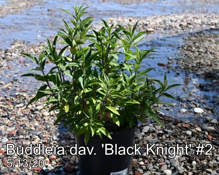 Buddleia dav. Black Knight #2