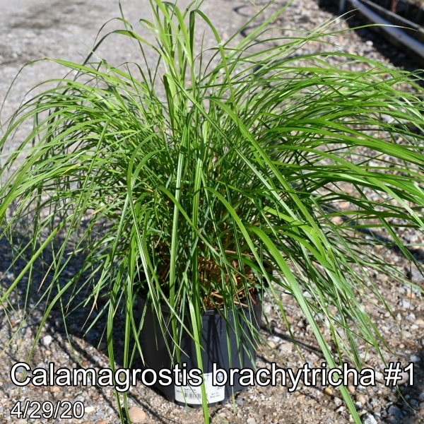 Calamagrostis brachytricha #1