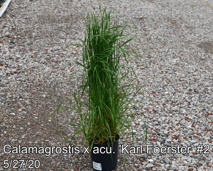 Calamagrostis x acu. Karl Foerster #2
