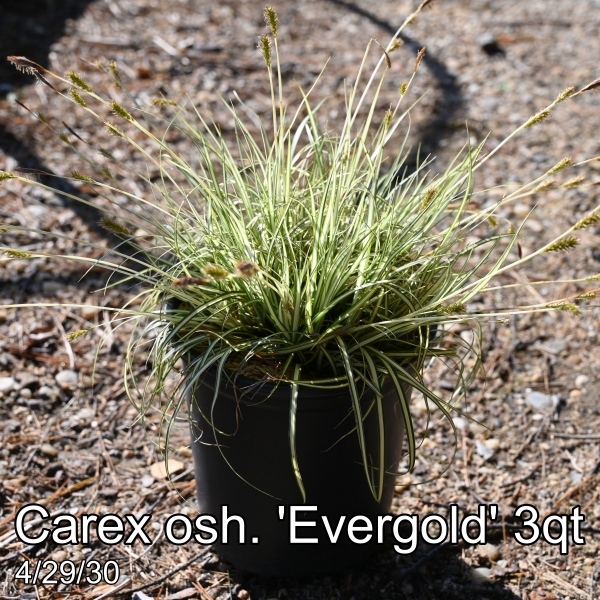 Carex osh. Evergold 3qt