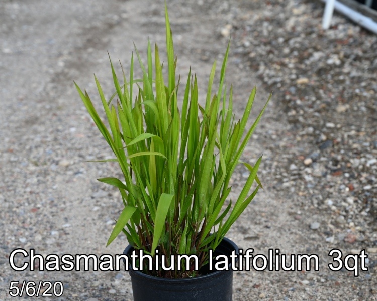 Chasmanthium latifolium 3qt