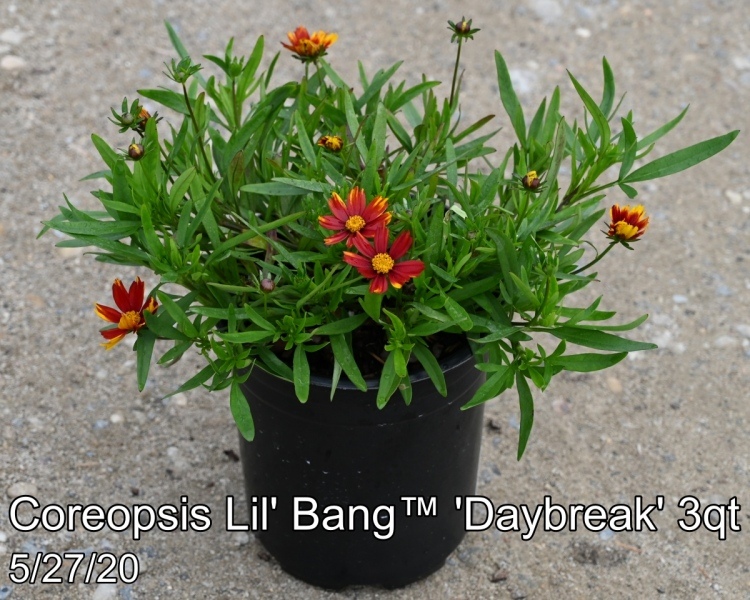 Coreopsis Lil' Bang™ 'Daybreak' PP27138 3qt