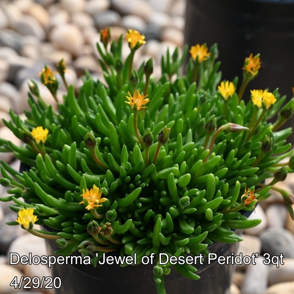 Delosperma coo. Jewel of Desert Peridot 3qt