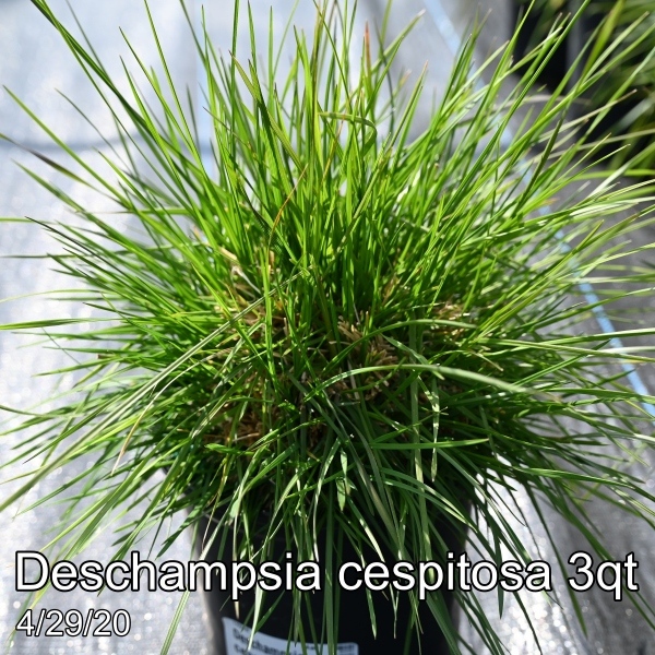 Deschampsia cespitosa 3qt