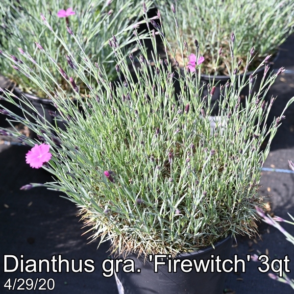 Dianthus gra. Firewitch 3qt