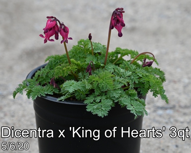 Dicentra x King of Hearts 3qt
