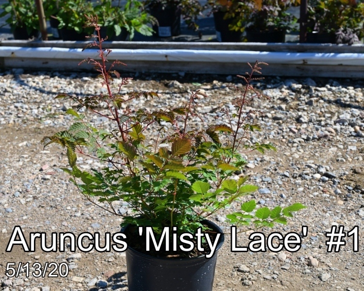 Aruncus Misty Lace #1