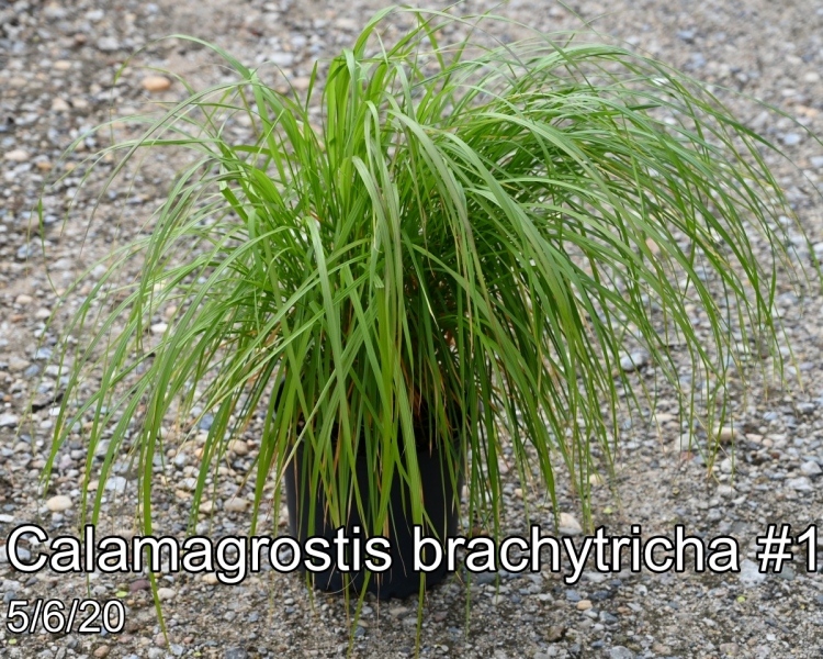 Calamagrostis brachytricha #1
