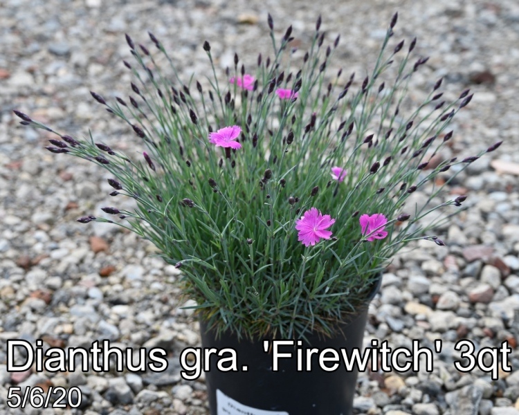 Dianthus gra. Firewitch 3qt