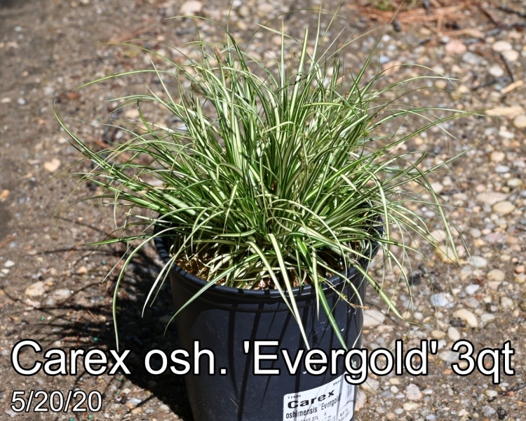 Carex osh. Evergold 3qt