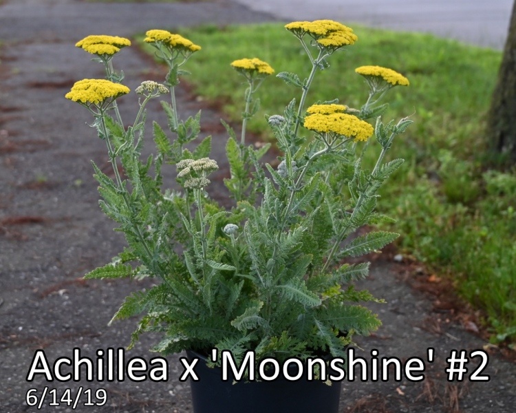Achillea x Moonshine #2