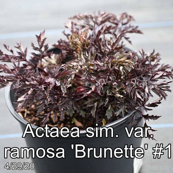 Actaea sim. var. ramosa Brunette #1