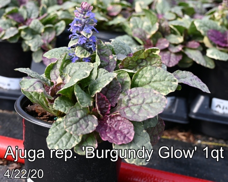 Ajuga rep. Burgundy Glow 1qt