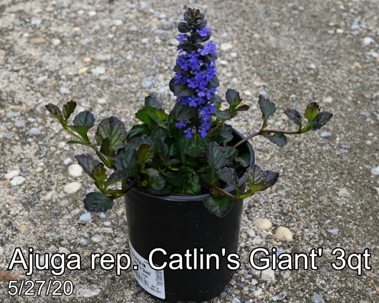 Ajuga rep. Catlins Giant 3qt