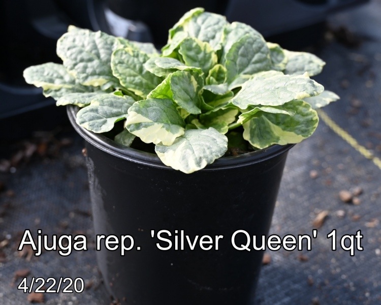 Ajuga rep. Silver Queen 1qt