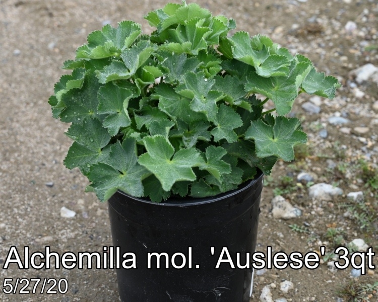 Alchemilla mol. Auslese 3qt