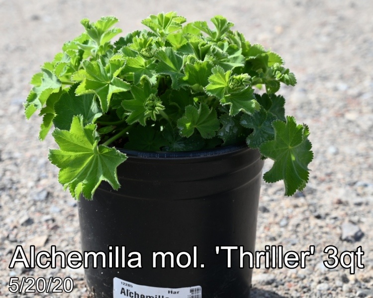 Alchemilla mol. Thriller 3qt