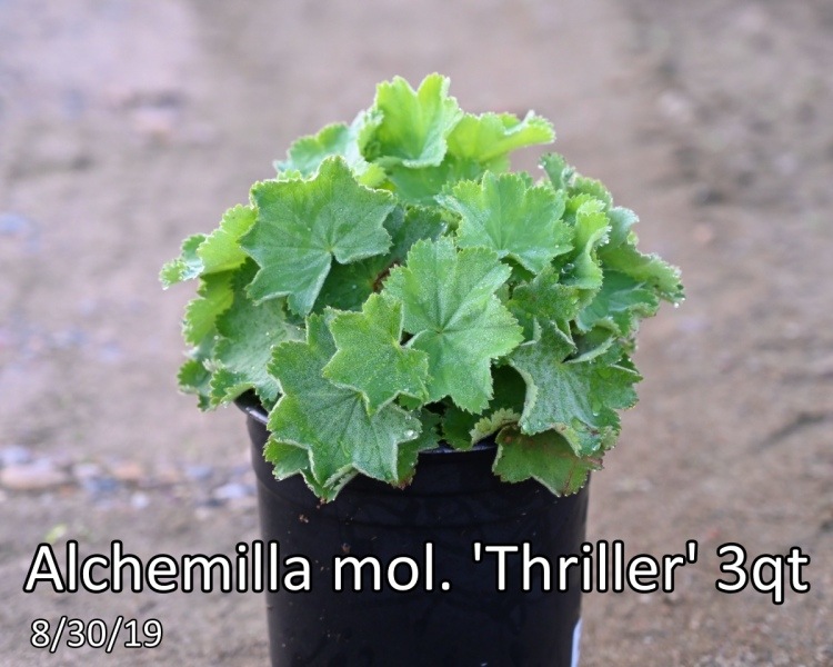 Alchemilla mol. Thriller 3qt