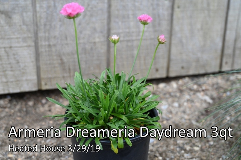 Armeria Dreameria Daydream 3qt