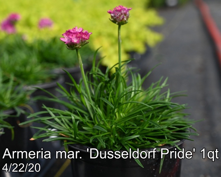 Armeria mar. Dusseldorf Pride 1qt