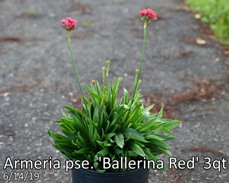 Armeria pse. Ballerina Red 3qt