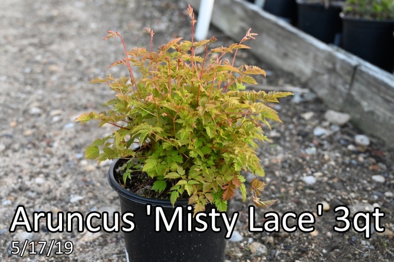 Aruncus Misty Lace 3qt