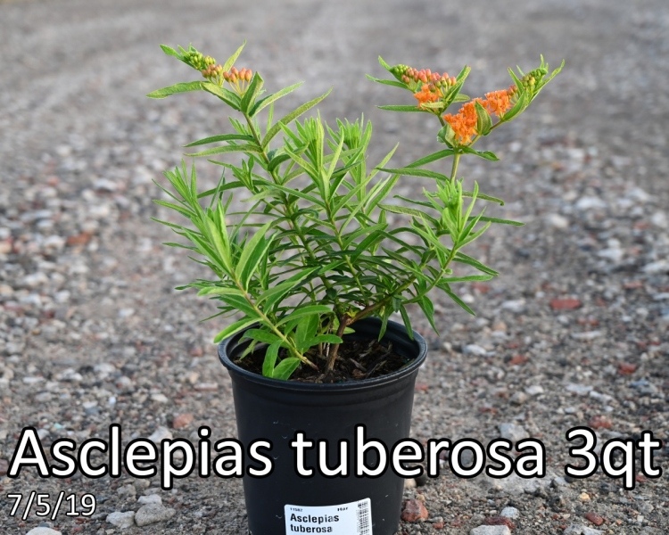 Asclepias tuberosa 3qt