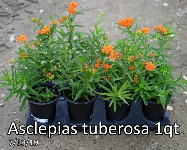 Asclepias tuberosa 1qt