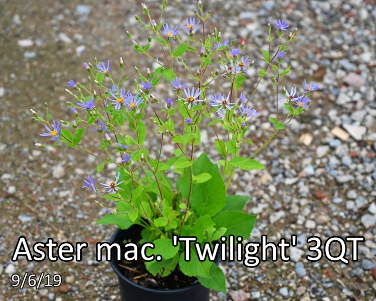 Aster mac. Twilight 3qt