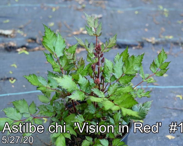 Astilbe chi. Vision in Red #1