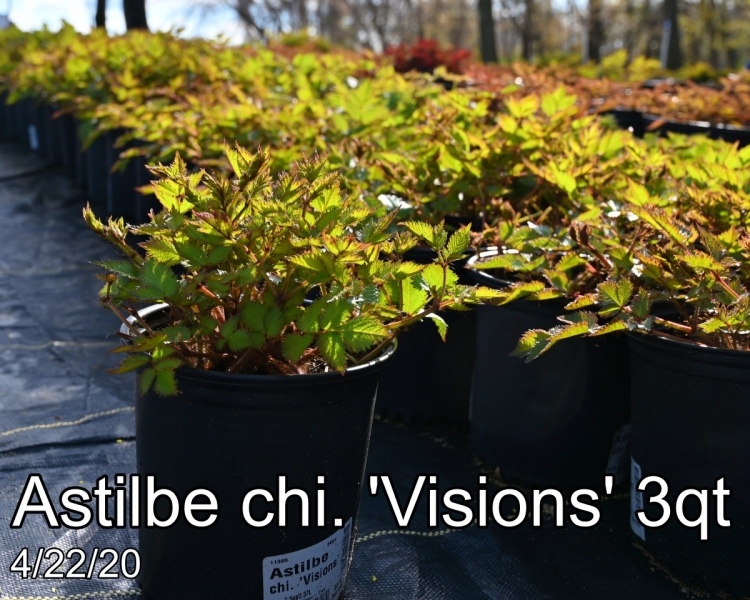 Astilbe chi. Visions 3qt
