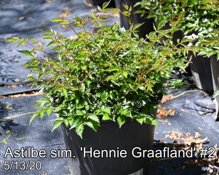Astilbe sim. Hennie Graafland#2