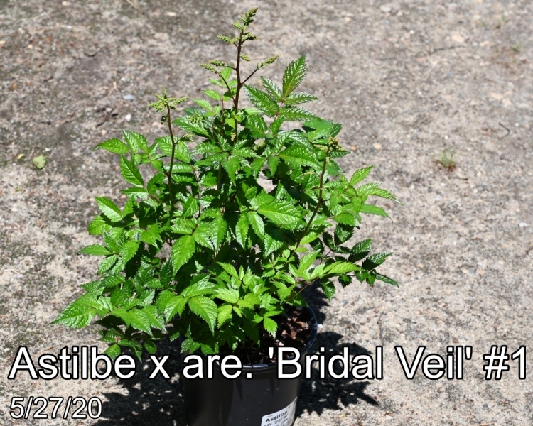 Astilbe x are. Bridal Veil #1