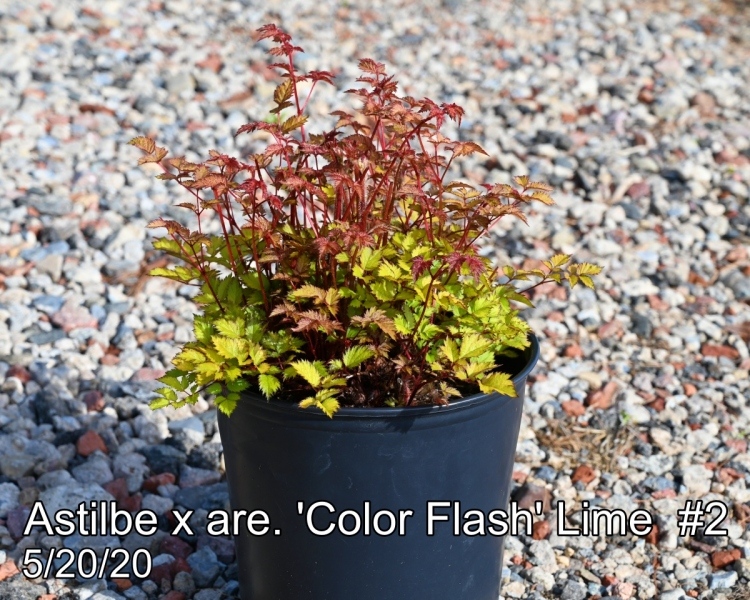 Astilbe x are. 'Color Flash®' Lime PP17343 #2