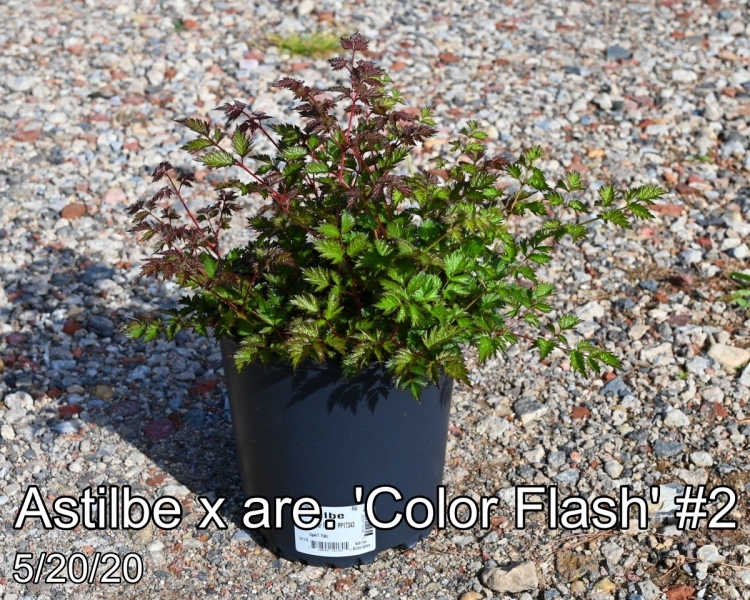 Astilbe x are. 'Color Flash®' PP17343  #2