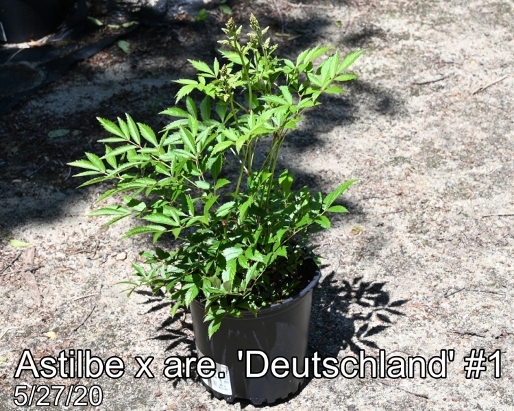Astilbe x are. Deutschland #1