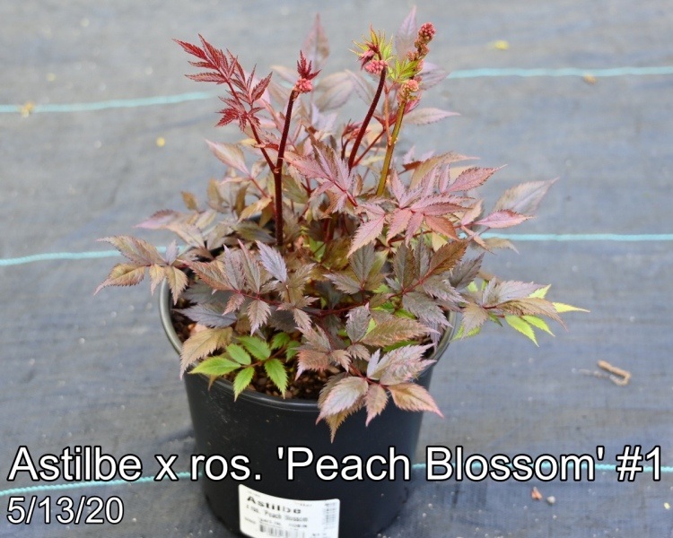 Astilbe x ros. Peach Blossom #1