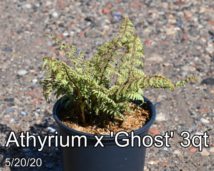 Athyrium x Ghost 3qt