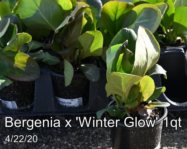 Bergenia-x-Winter-Glow-1qt