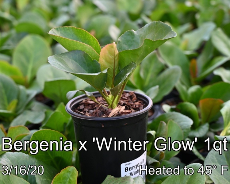 Bergenia x Winter Glow 1qt