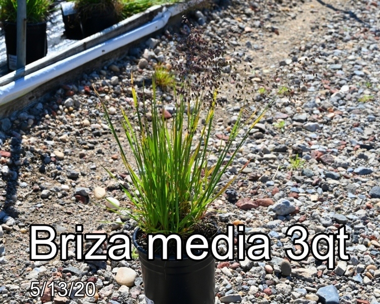 Briza media 3qt