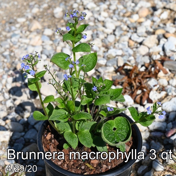 Brunnera macrophylla 3qt