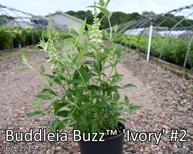 Buddleia-Buzz™-Ivory