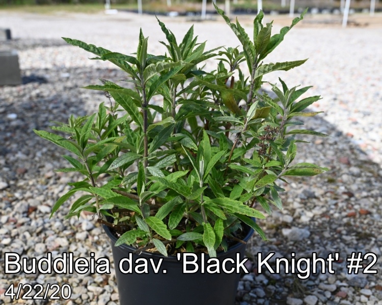 Buddleia-dav.-Black-Knight-2