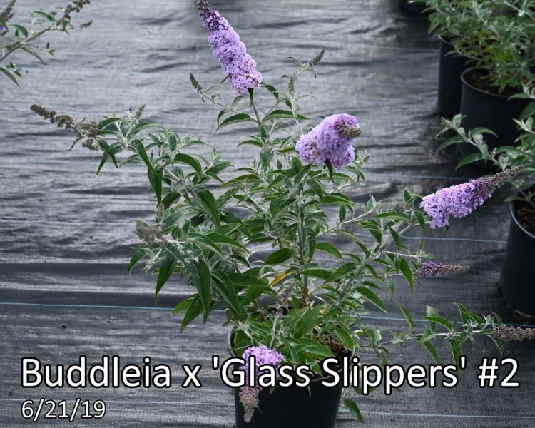 Buddleia-x-Glass-Slippers