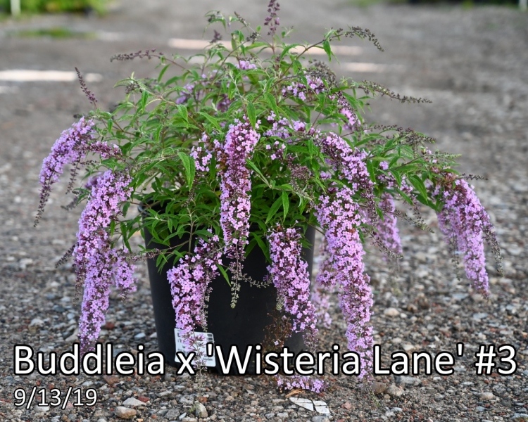Buddleia-x-Wisteria-Lane