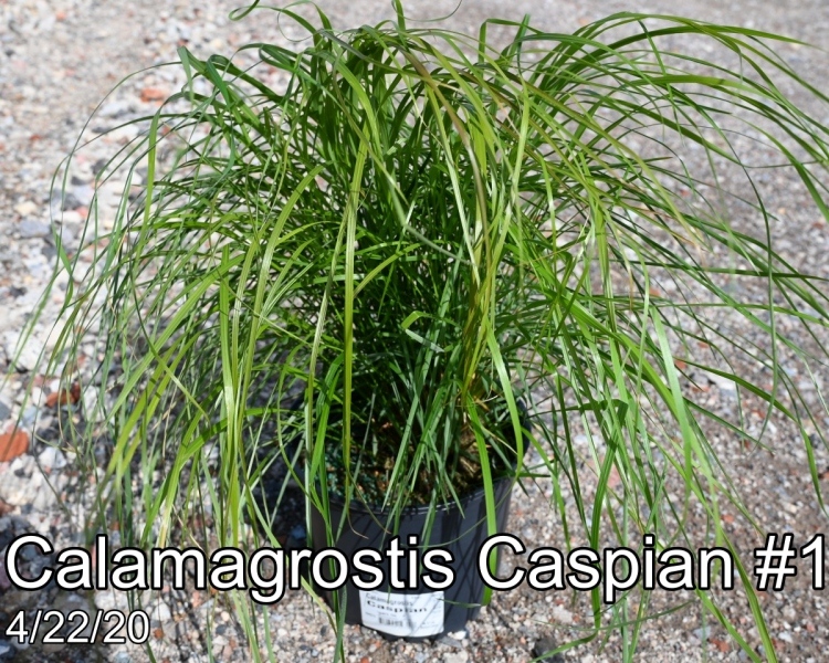 Calamagrostis Caspian
